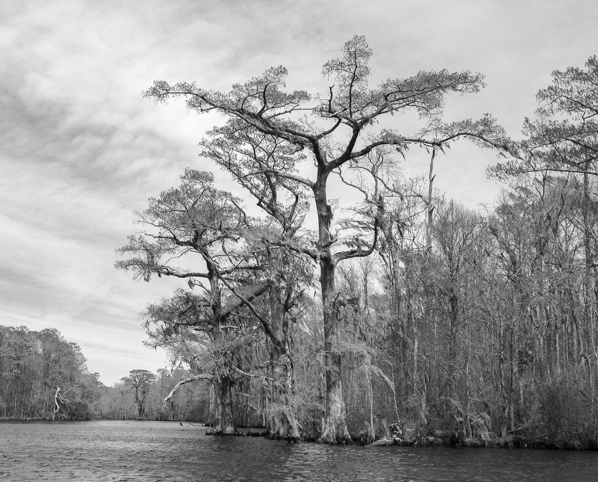 Bald Cypress along Conaby Creek 2