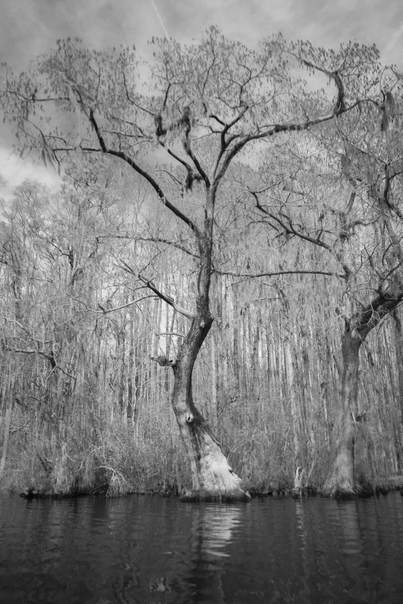 Bald Cypress along Conaby Creek