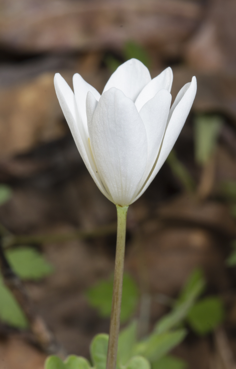 Bloodroot flower about to open