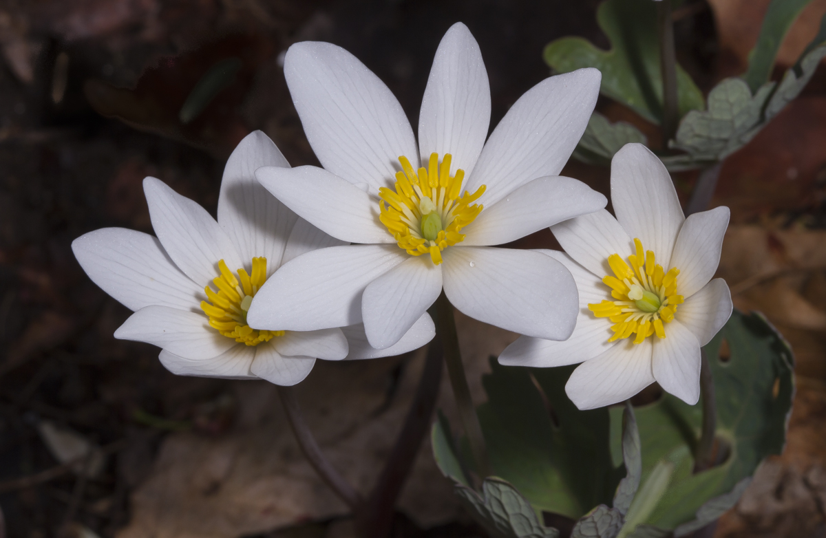 Bloodroot flowers 1