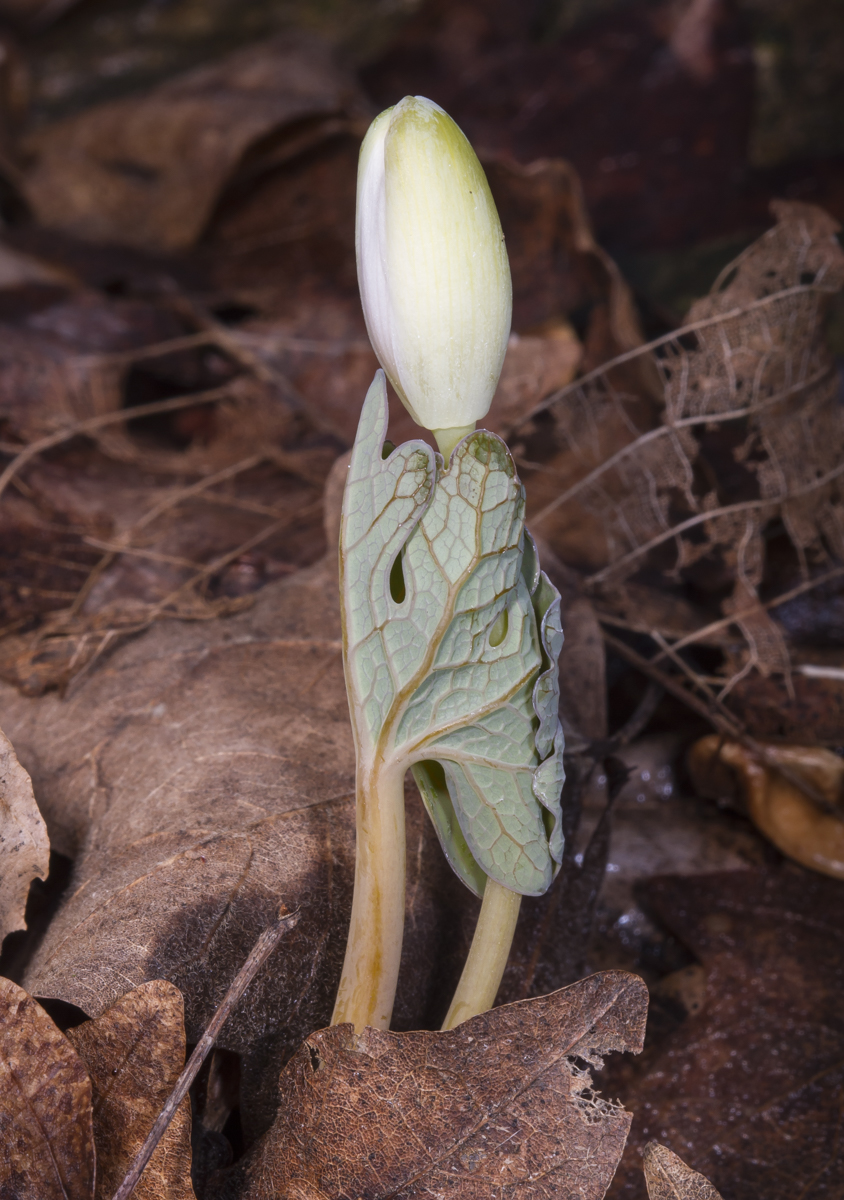 Bloodroot flowers wrapped in its leaf