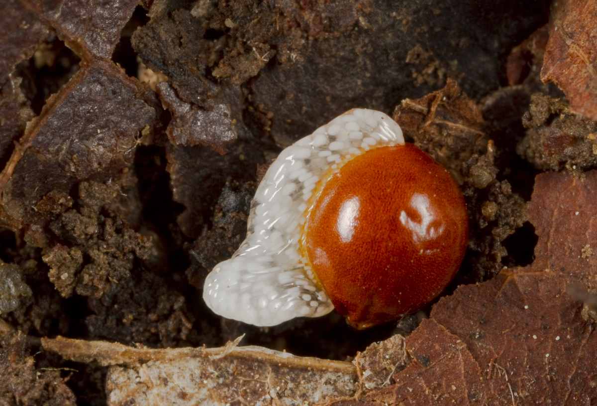 Bloodroot seed on ground