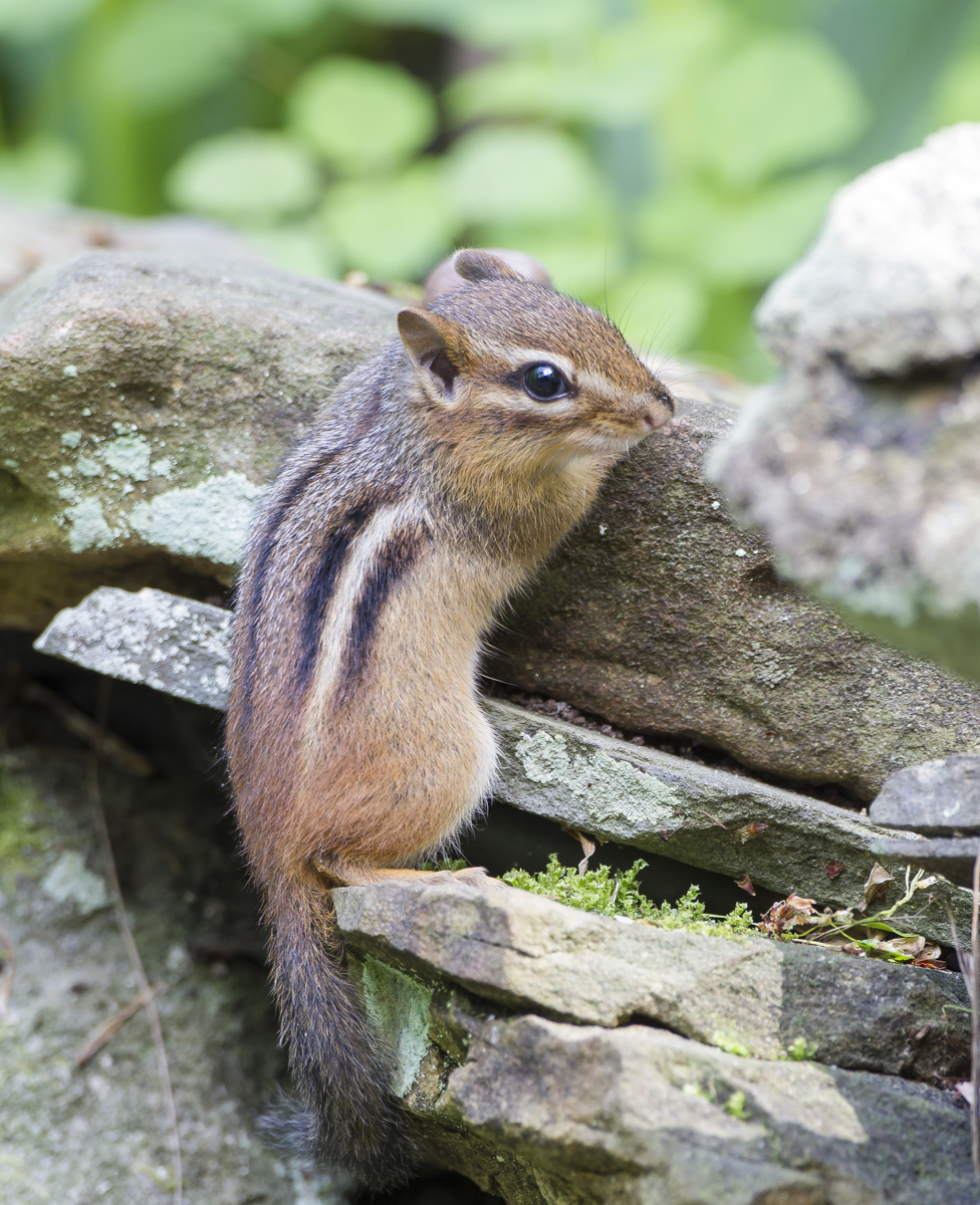 Chipmunk climbing rock wall