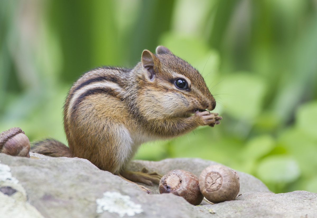 Chipmunk feeding 1