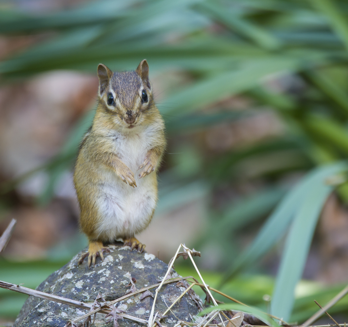 Chipmunk responds to anothers alarm call