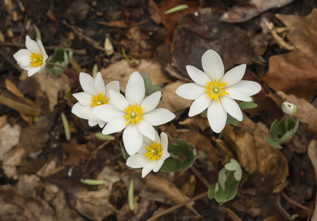 Clump of Bloodroot flowers