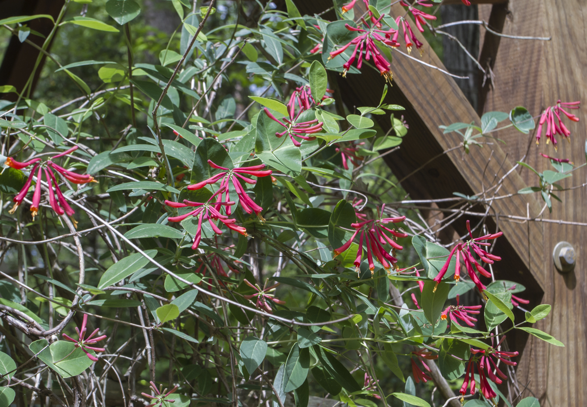 coral honeysuckle