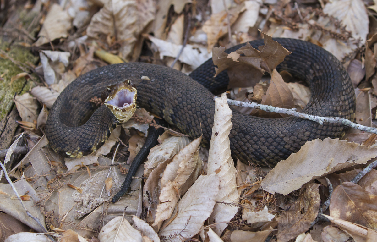 Cottonmouth