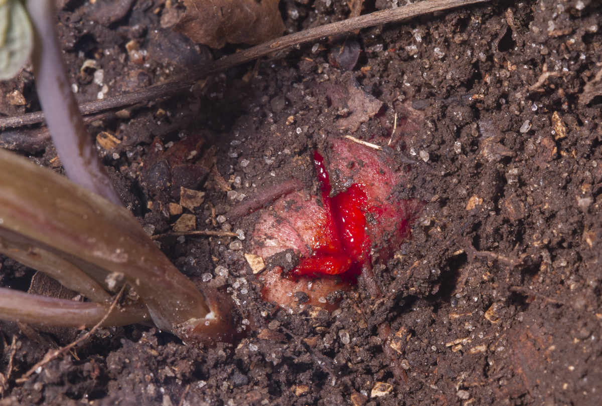 Cut red root of Bloodroot