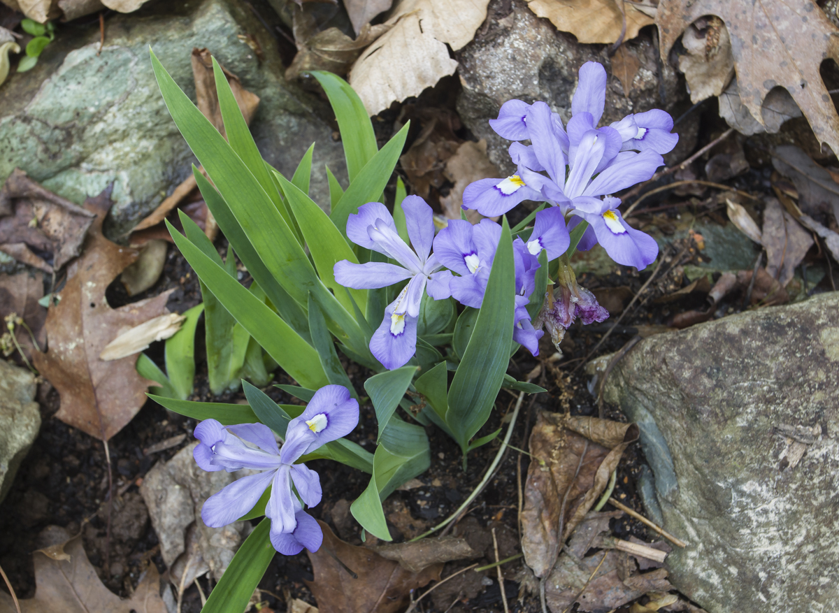 dwarf crested iris blue form