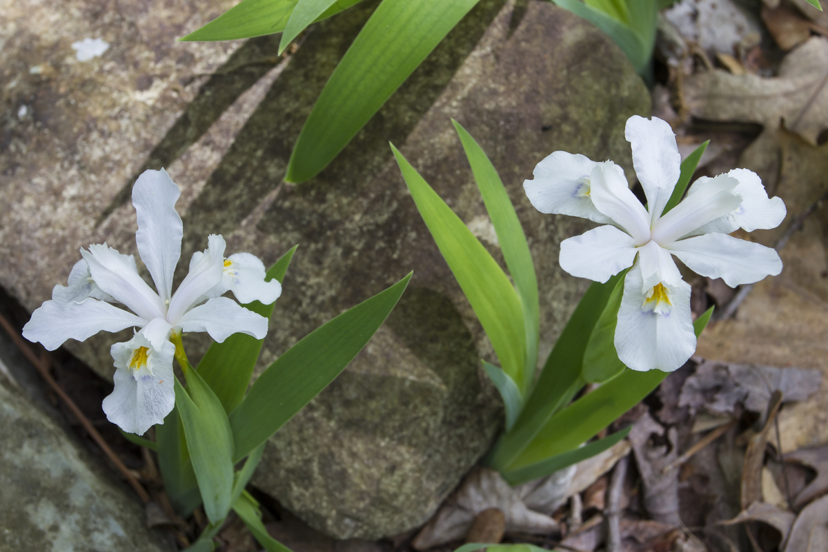 dwarf crested iris white form 2