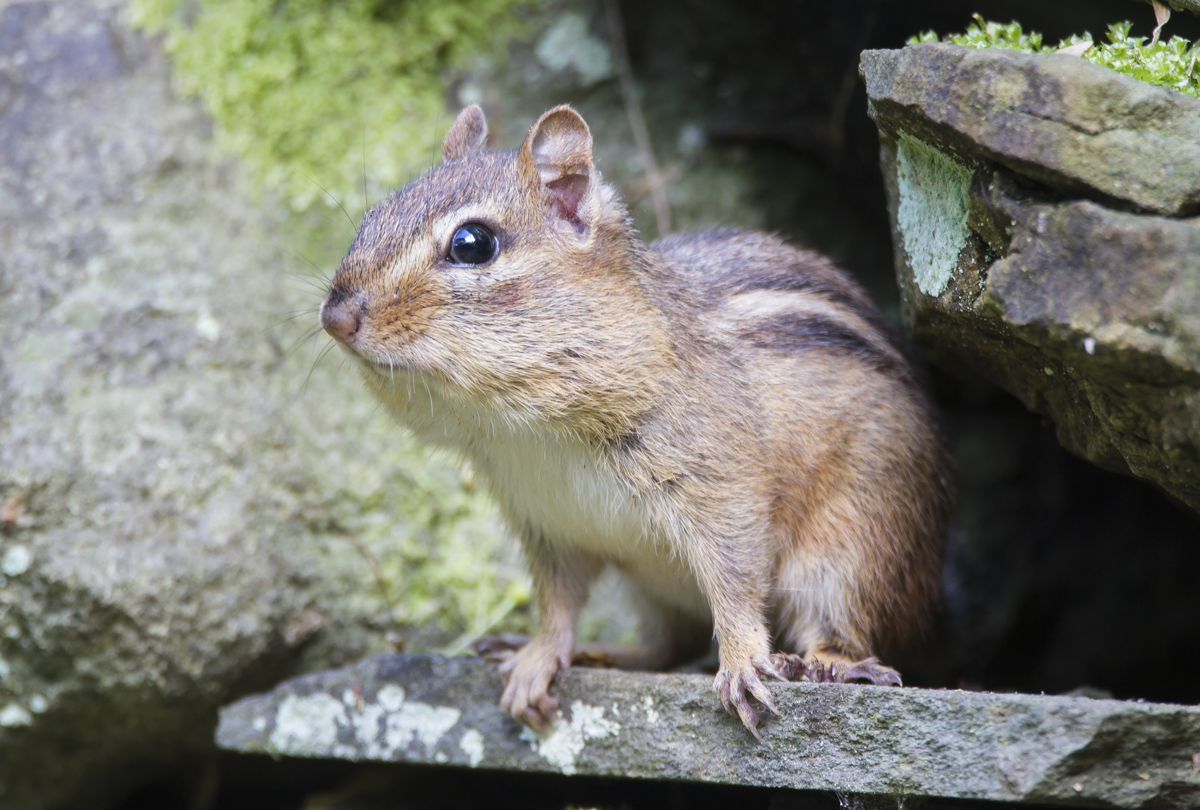 Eastern Chipmunk pausing to check on me