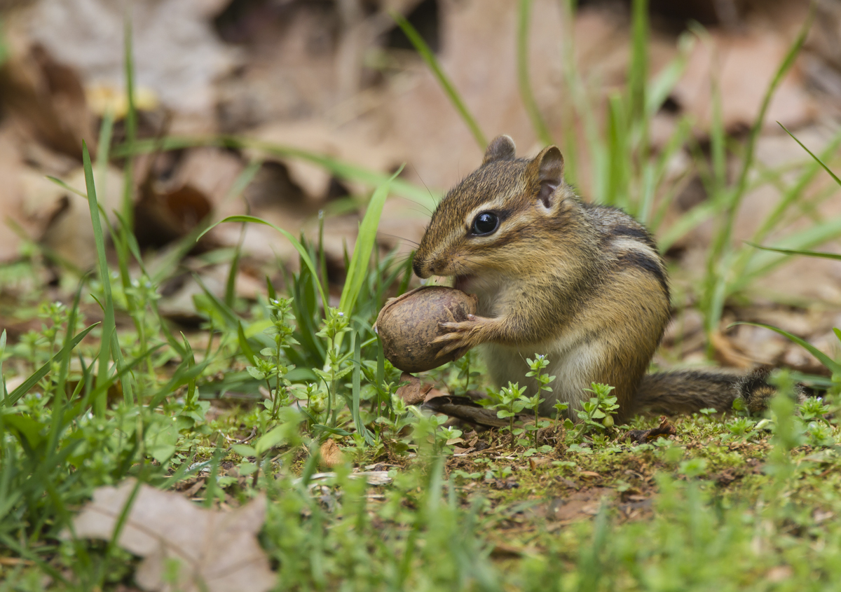 Eastern Chipmunk with acorn