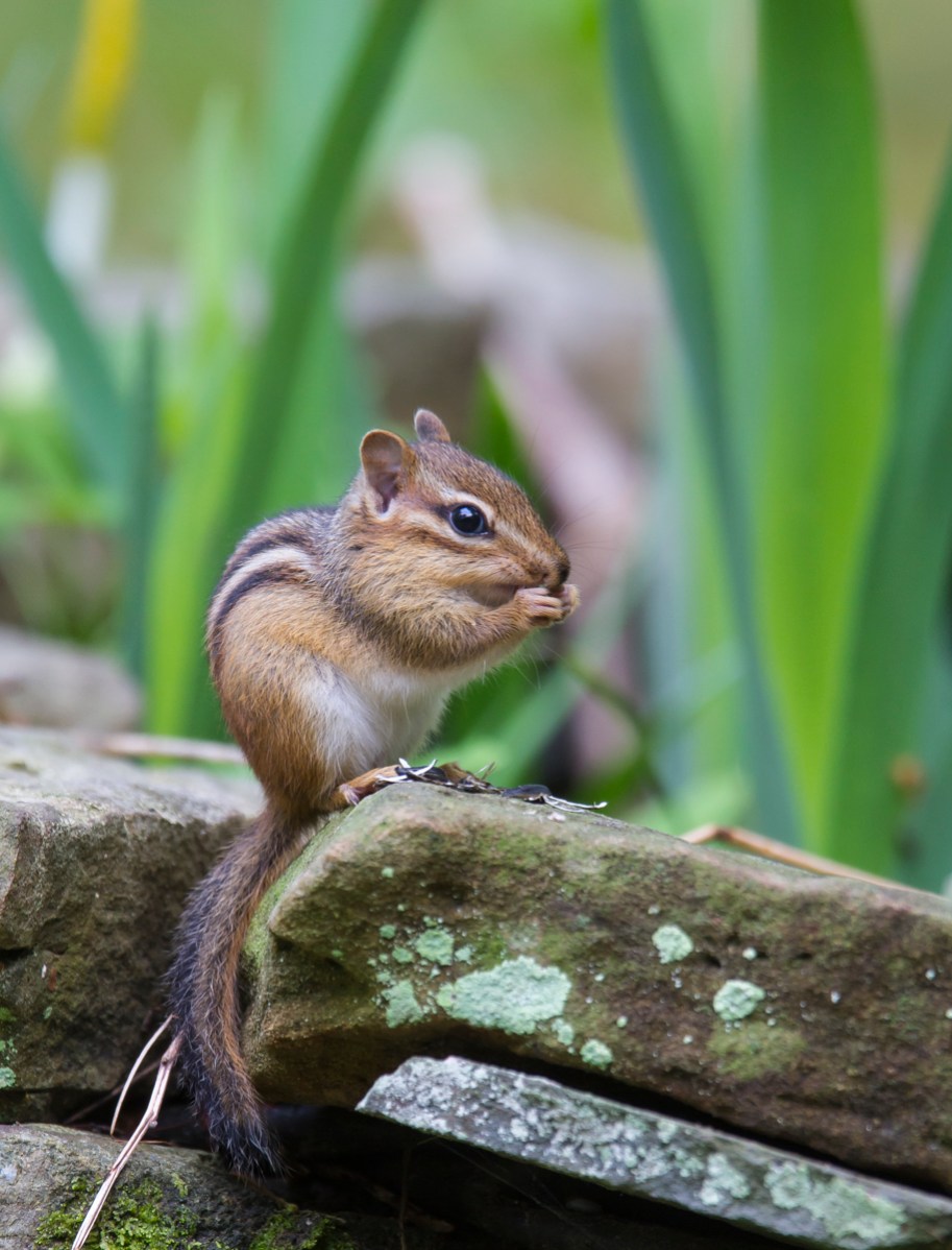 Eastern Chipmunk