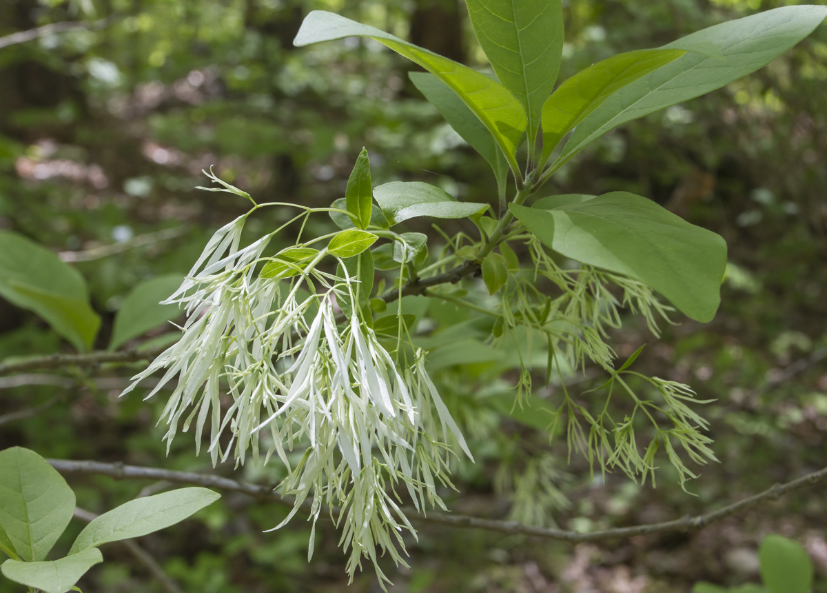 fringe tree