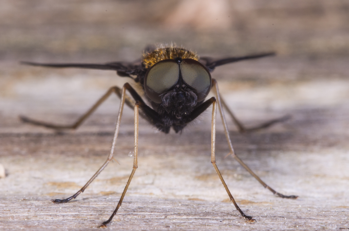 Golden-backed Snipe Fly 1