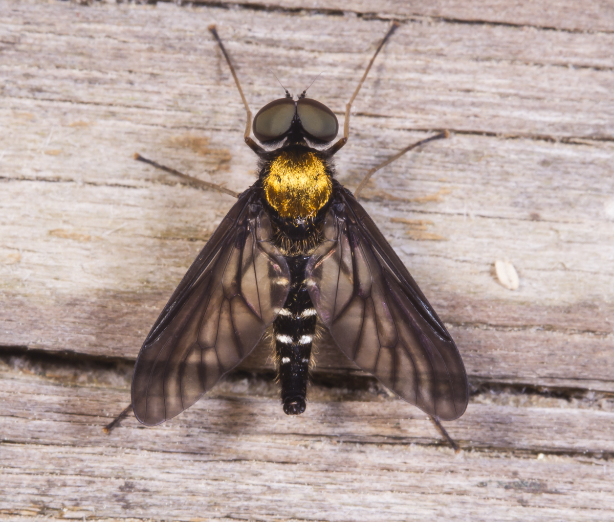 Golden-backed Snipe Fly 2
