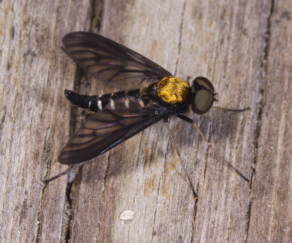 Golden-backed Snipe Fly