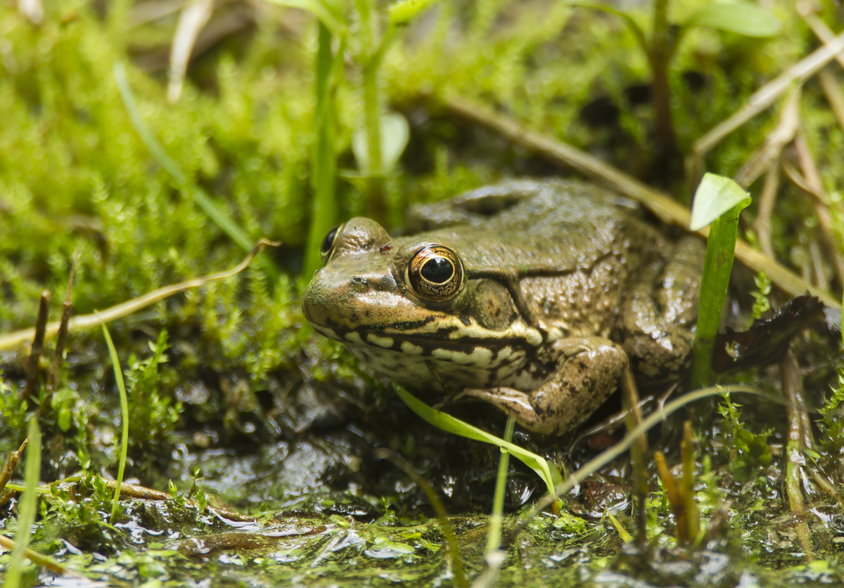 green Frog at pool 1