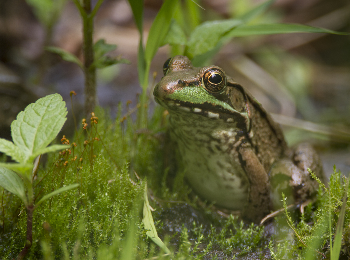 Green Frog at pool