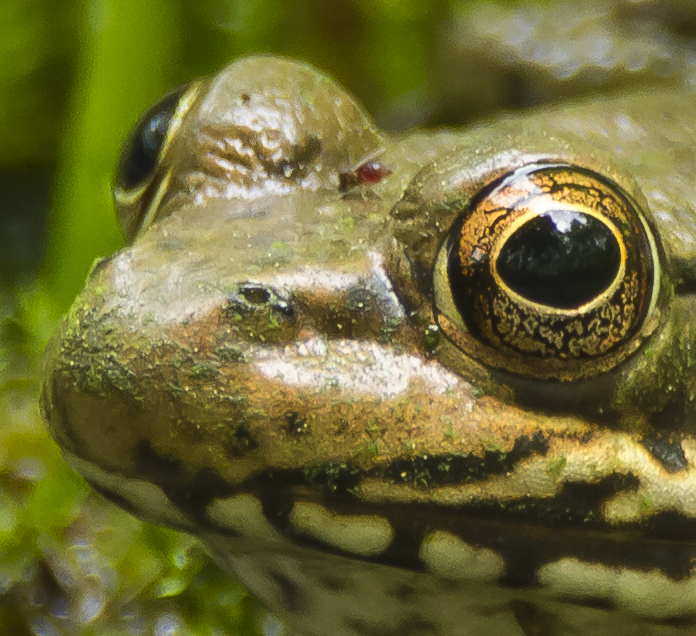green frog with biting insects 1