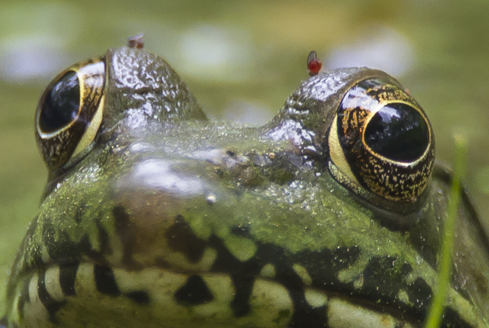 green frog with biting insects