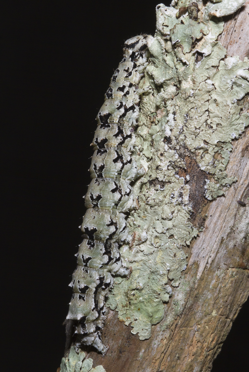 Ilia Underwing larva on lichen 2