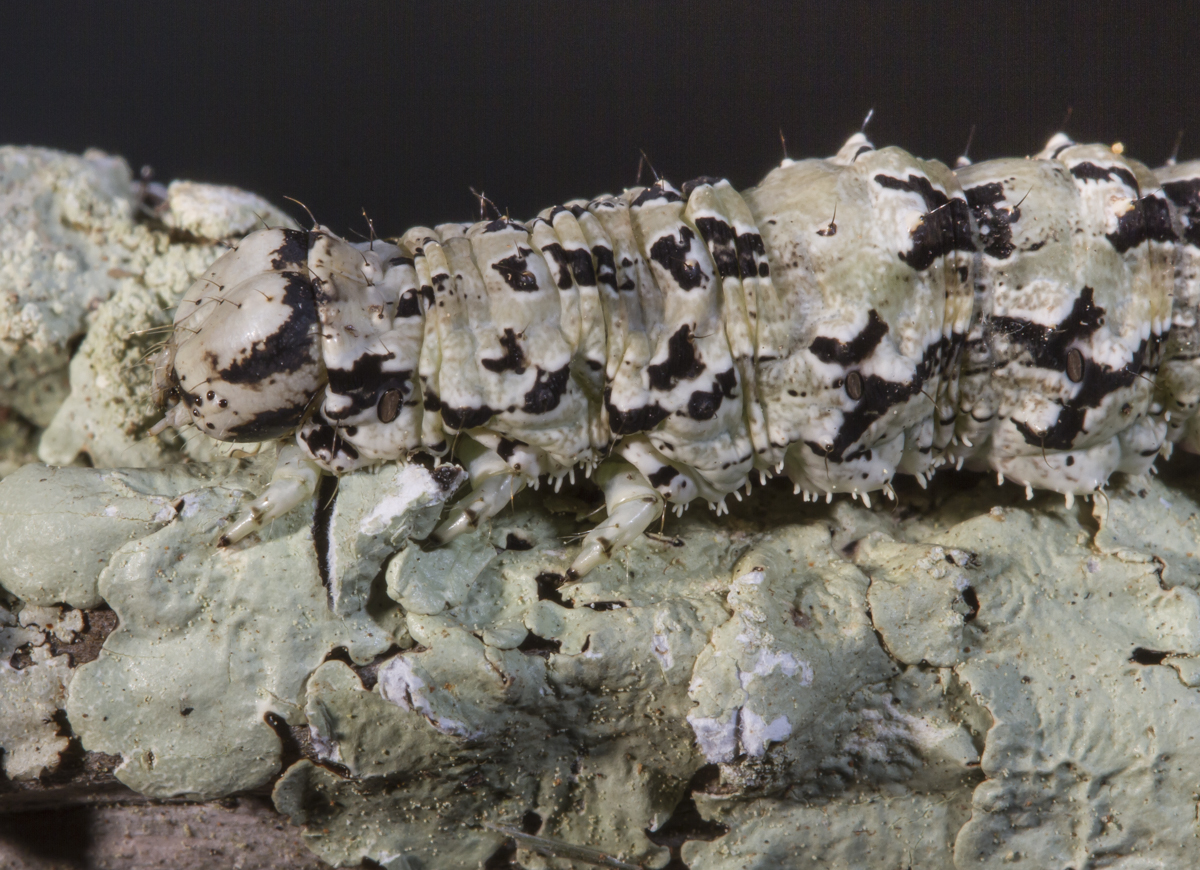 Ilia Underwing larva on lichen close up