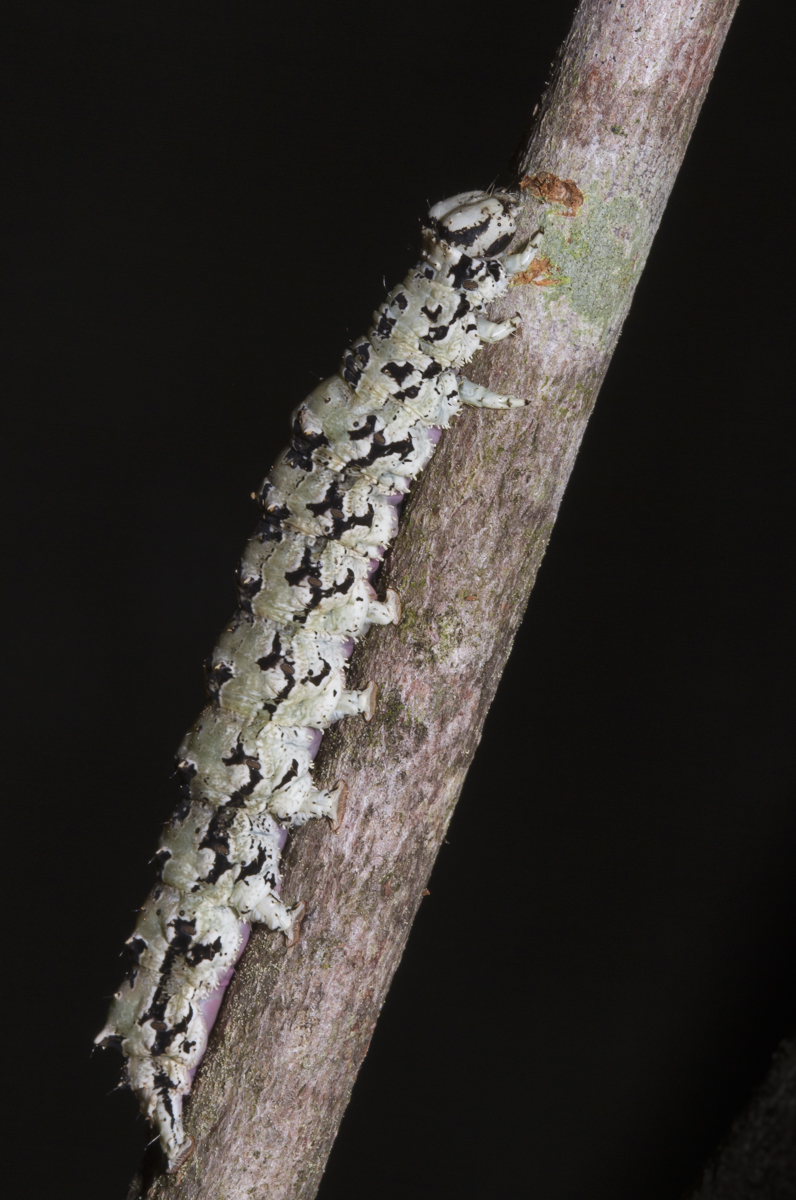Ilia Underwing larva on twig