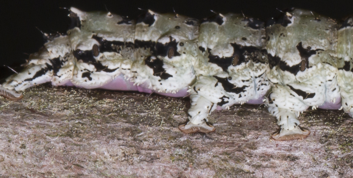 Ilia Underwing larva showing rosy underside