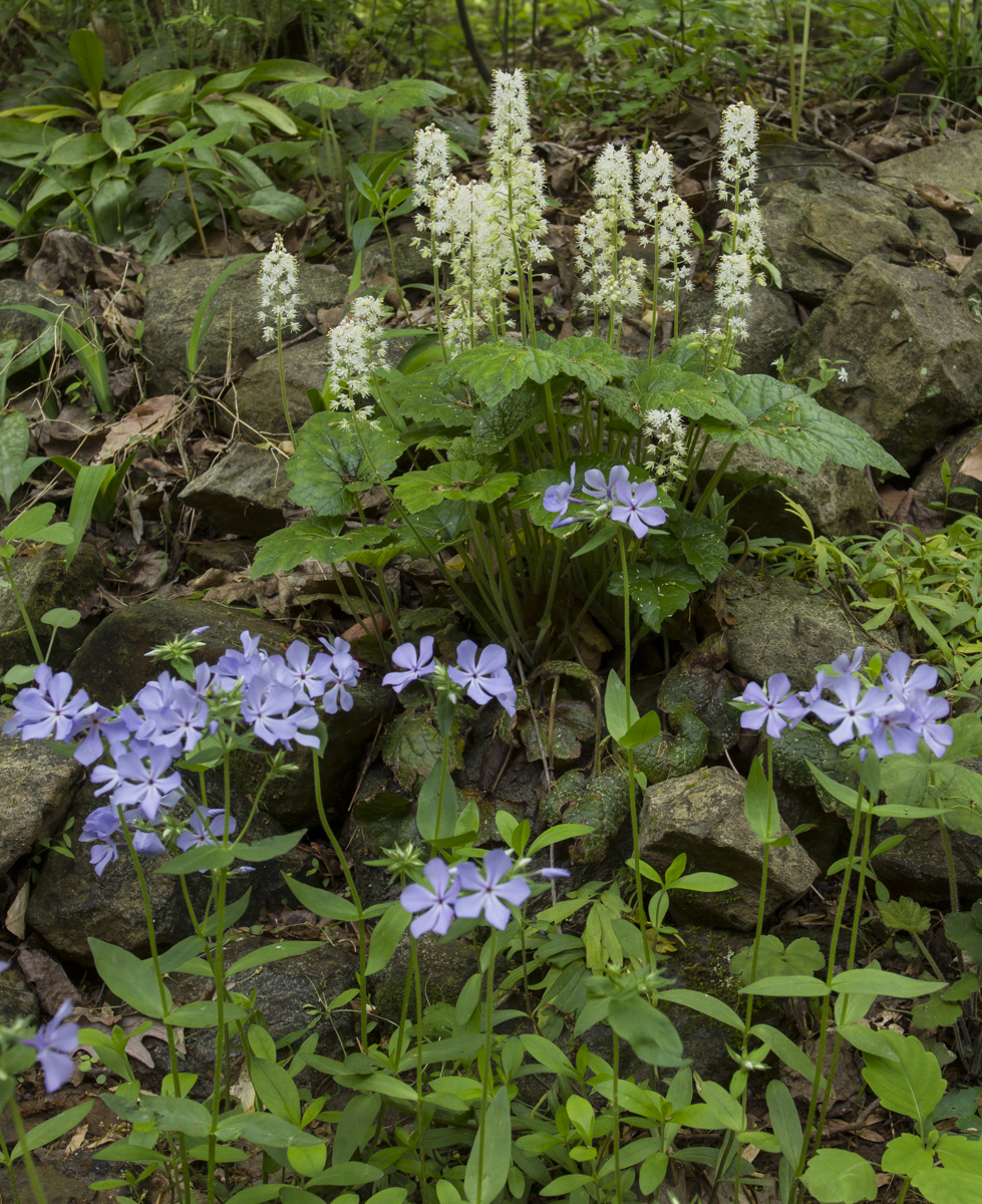 Phlox and foamflower