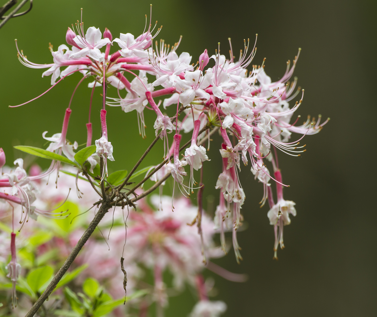 pinxter azalea close up