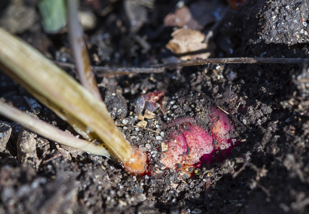 Red root of Bloodroot