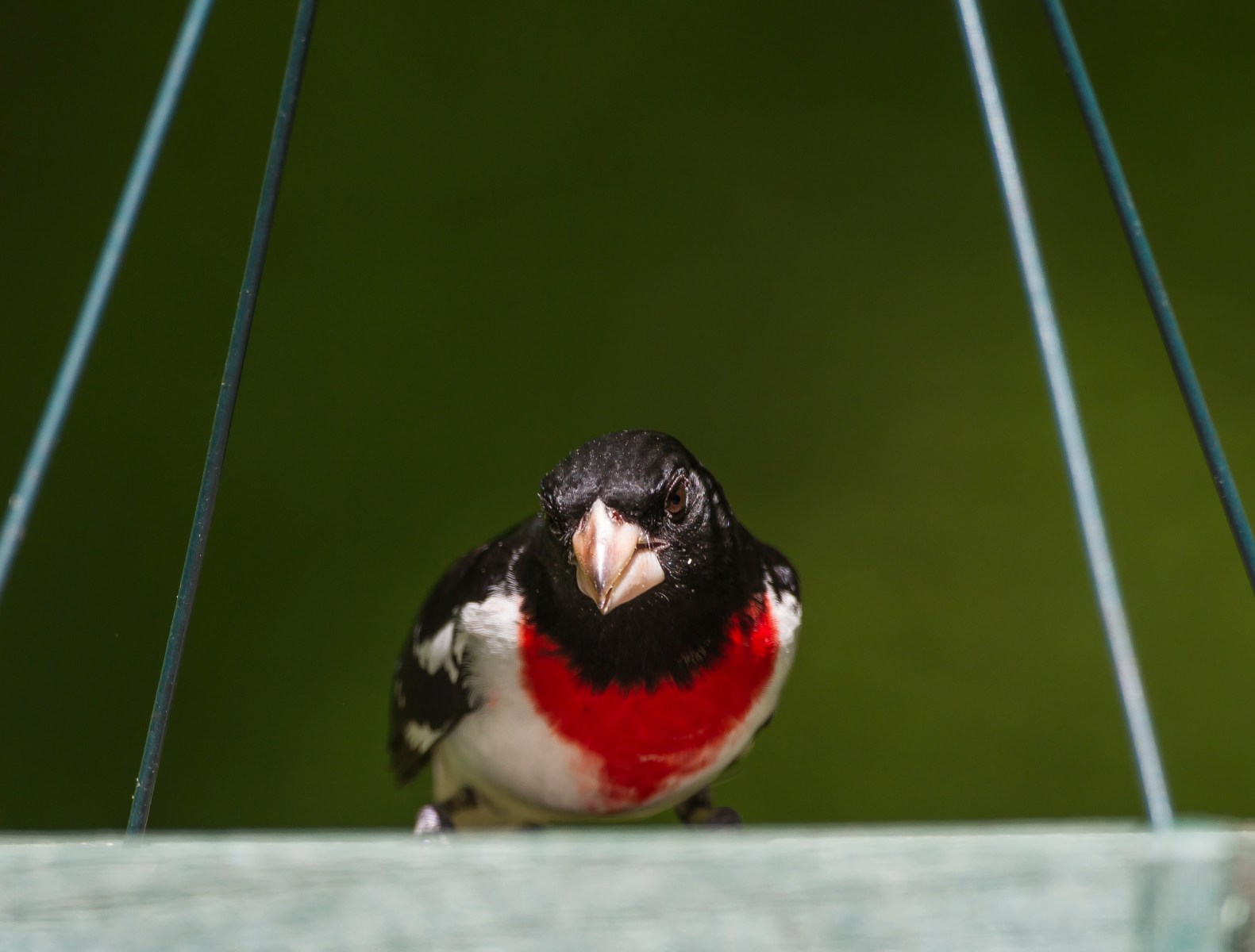 Rose-breasted Grosbeak, male 1