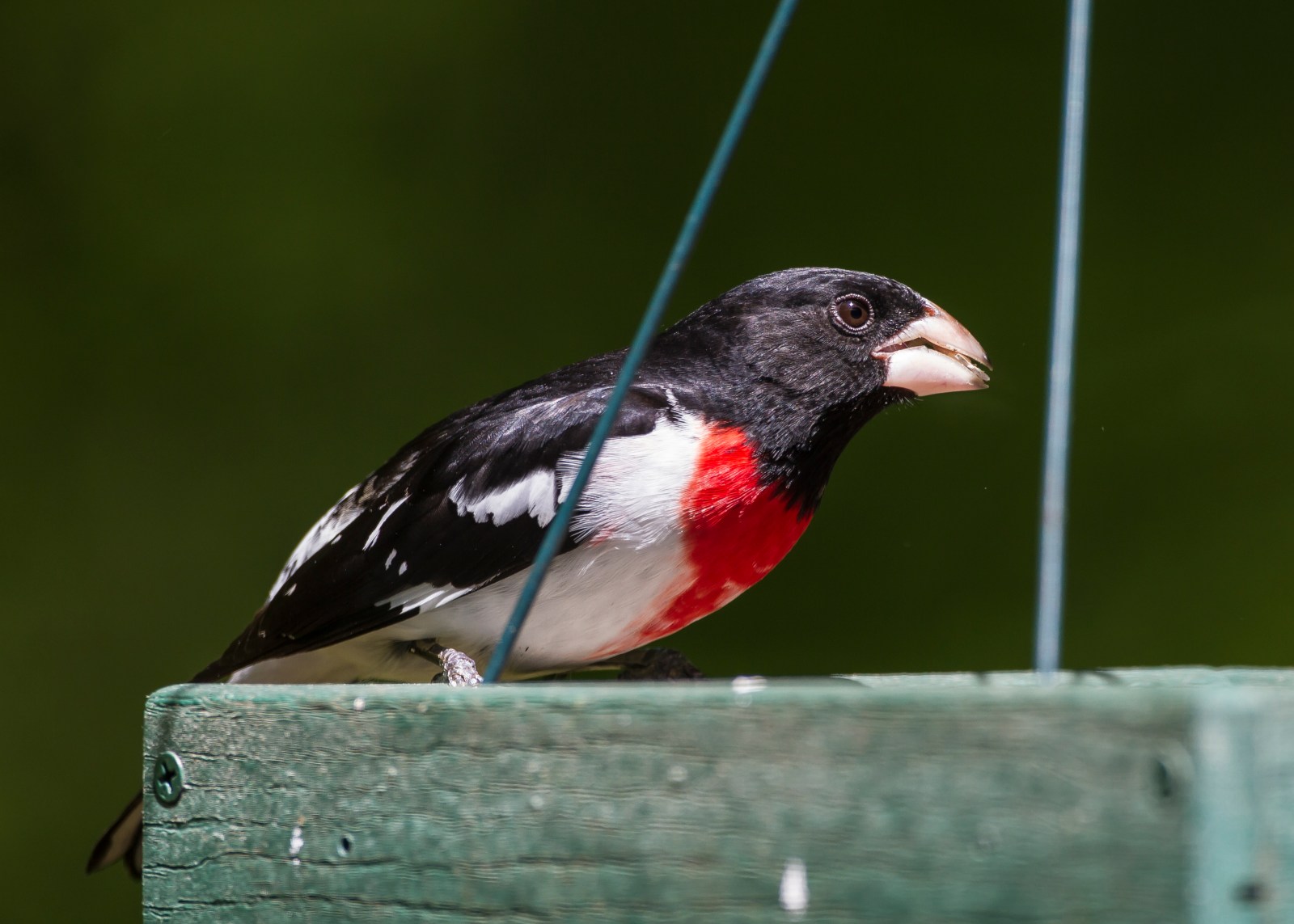 Rose-breasted Grosbeak, male