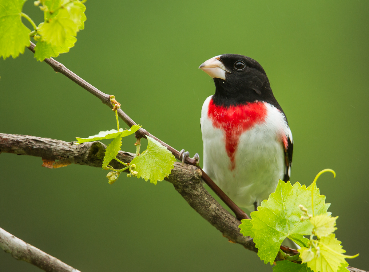 Rose-breasted Grosbeak on grape vine