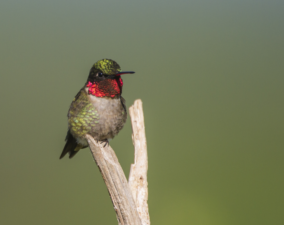 Ruby-throated Hummingbird male showing red 1