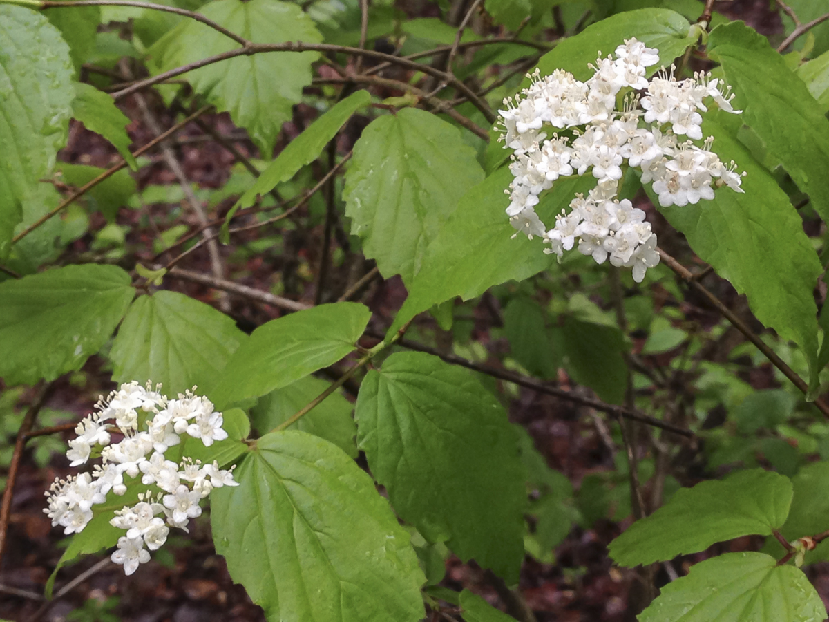 Viburnum rafinesquianum downy arrowwood