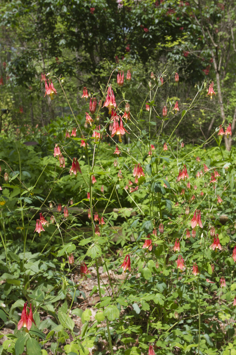 wild columbine 2