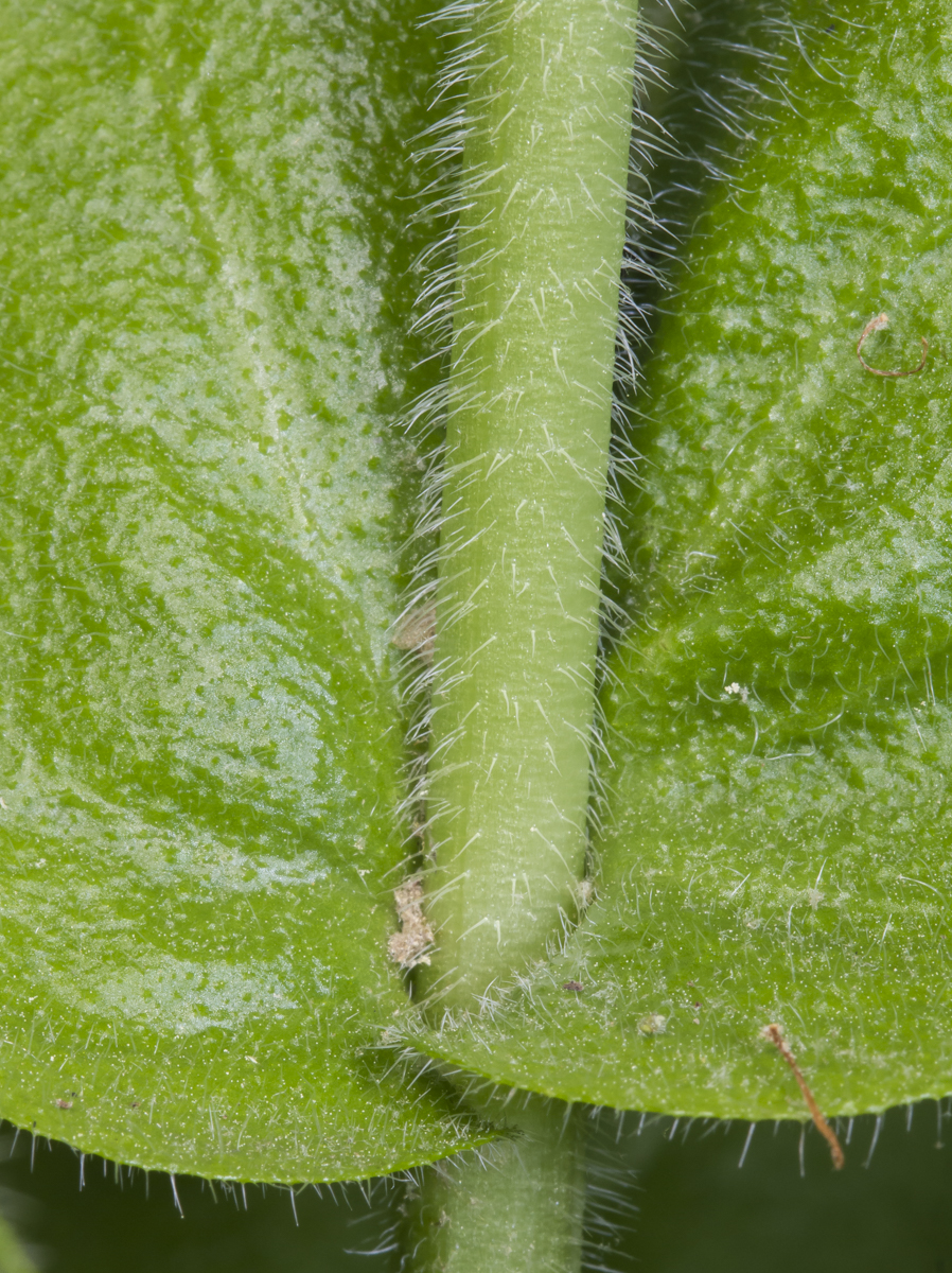 Wild Comfrey clasping stem leaves
