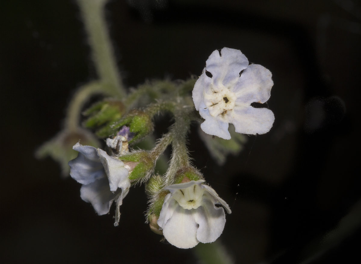 Wild Comfrey flowers pale