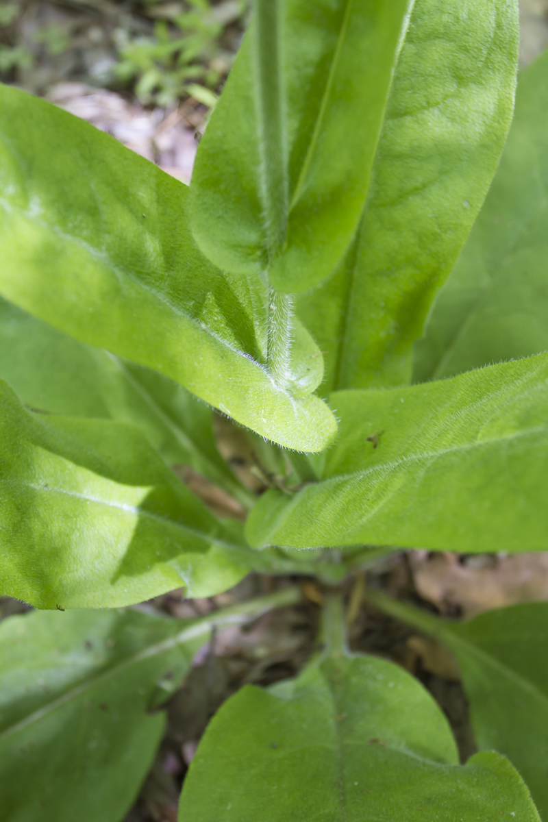 Wild Comfrey leaf arrangement