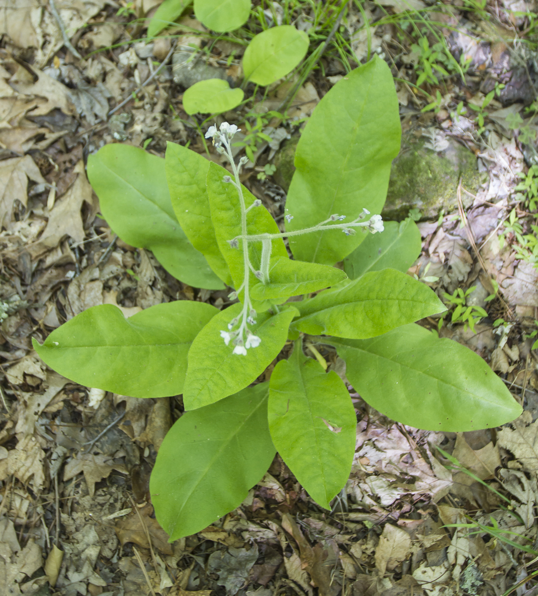 Wild Comfrey looking down on plant