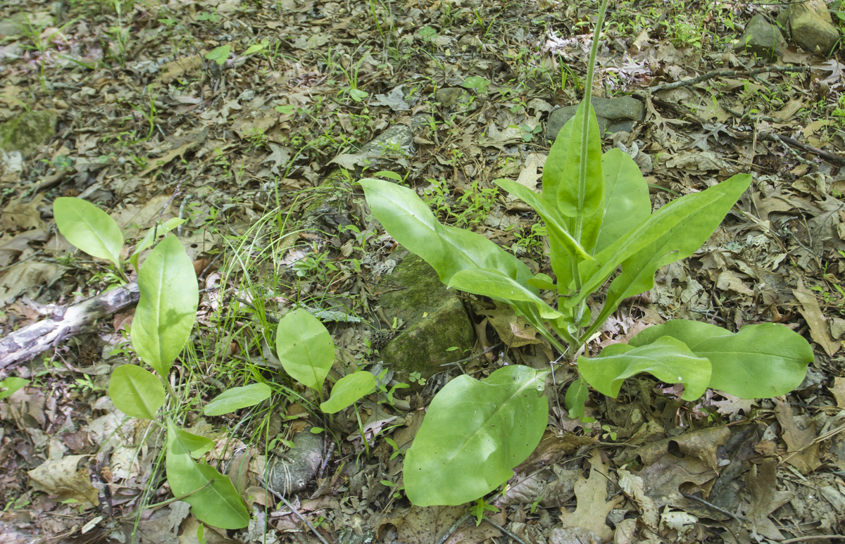Wild Comfrey plant vie