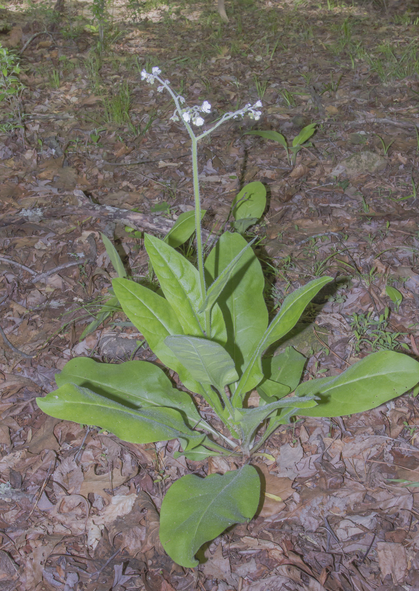 Wild Comfrey whole plant