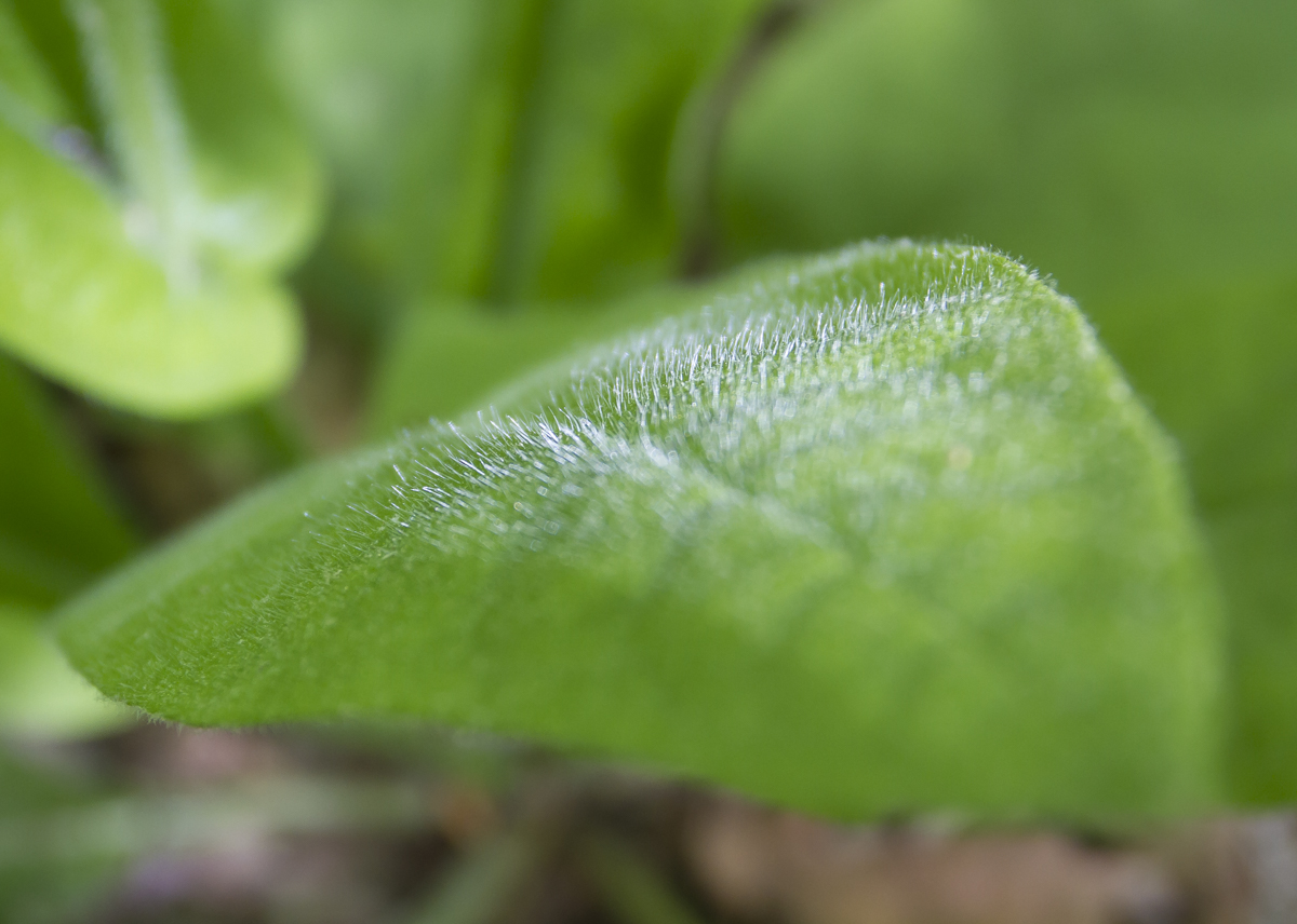 Wild Comfreyhairy leaves
