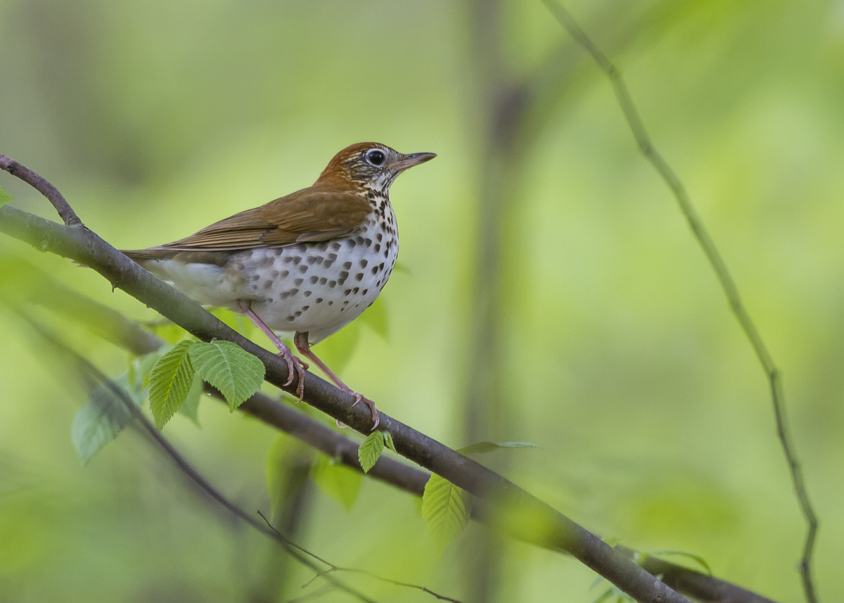 Wood Thrush in shade