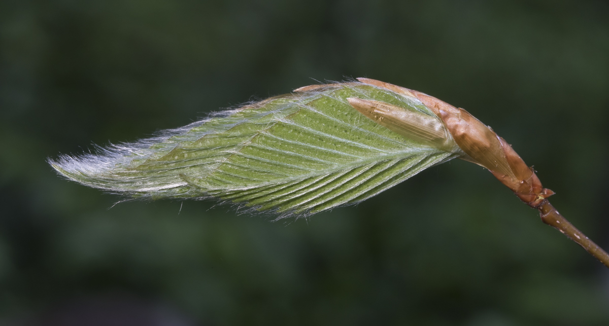 Beech leaf out