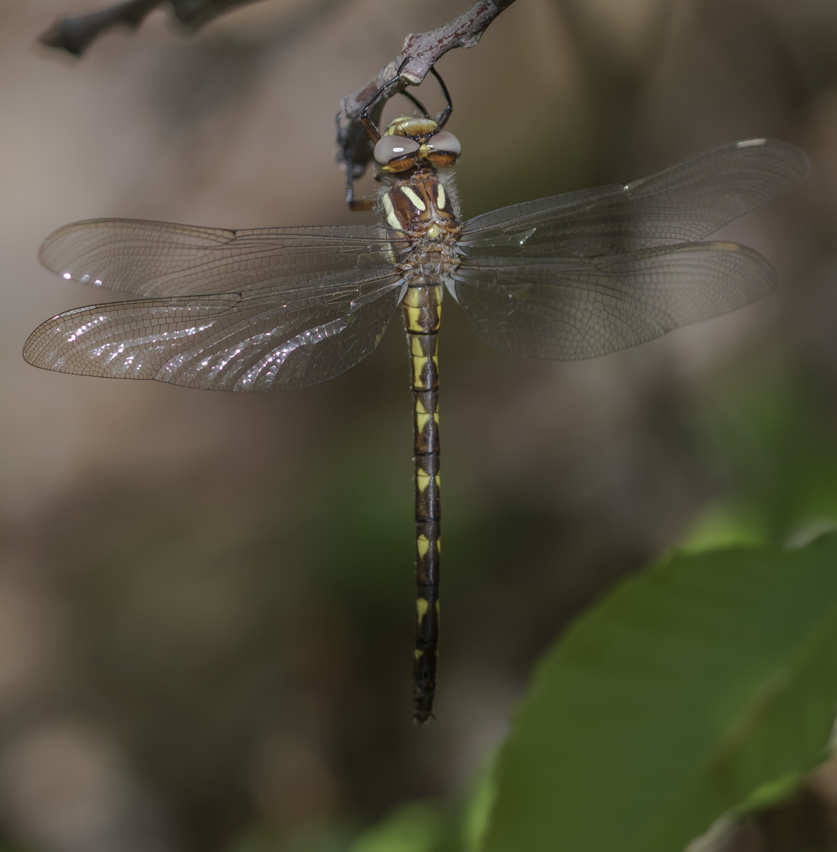 Brown Spiketail