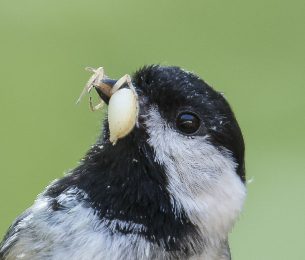 Chickadee bringing food to nest - spider 2